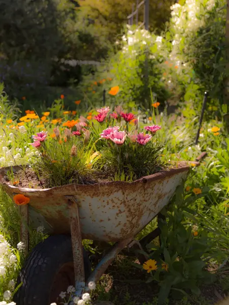 Gammel rusten trillebår med fargerike blomster oppi