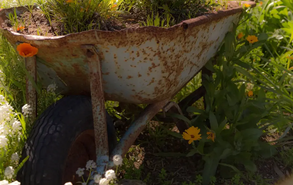 Gammel rusten trillebår med fargerike blomster oppi