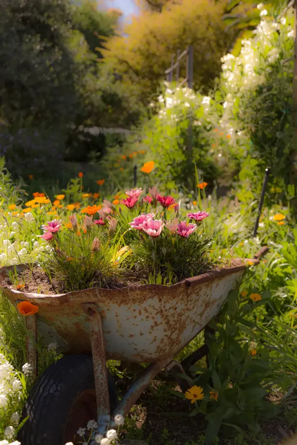 Gammel rusten trillebår med fargerike blomster oppi