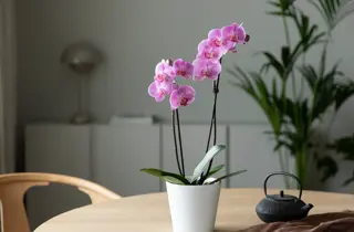 mg-orkide-2-uke8-4.3