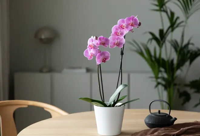 mg-orkide-2-uke8-4.3