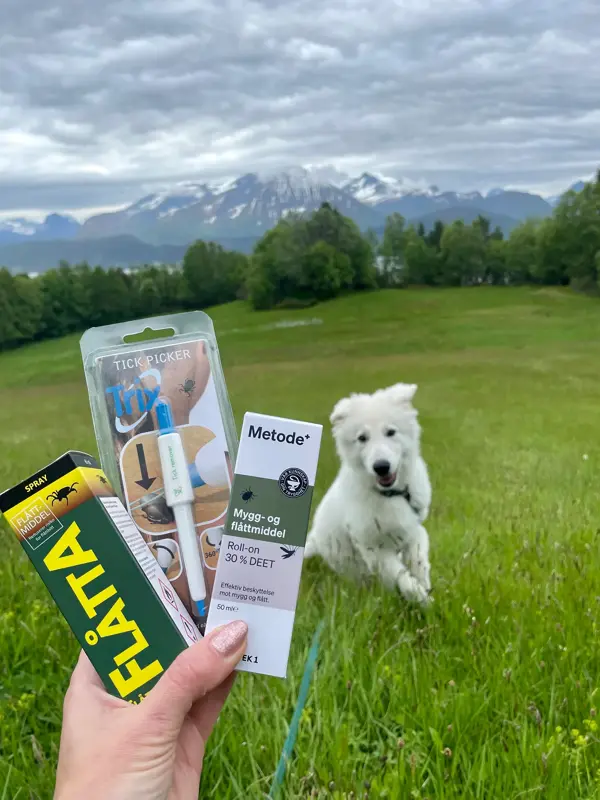 Hånd holder flåttprodukter for en gresseng hvor en hvit hund leker.