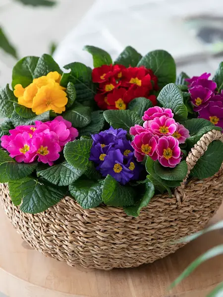 Primula fra fra Mester Grønn