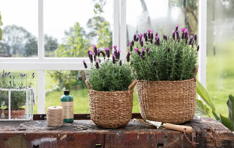 Blomster og urter fra Mester Grønn