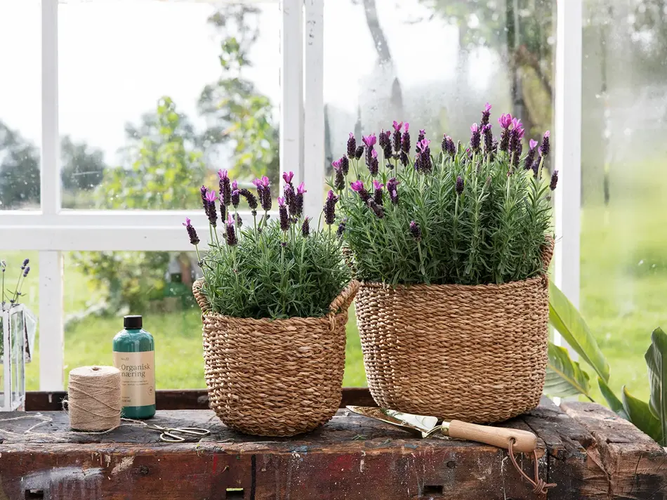 Blomster og urter fra Mester Grønn