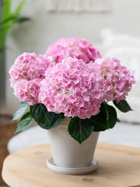 Rosa Hortensia fra Mester Grønn