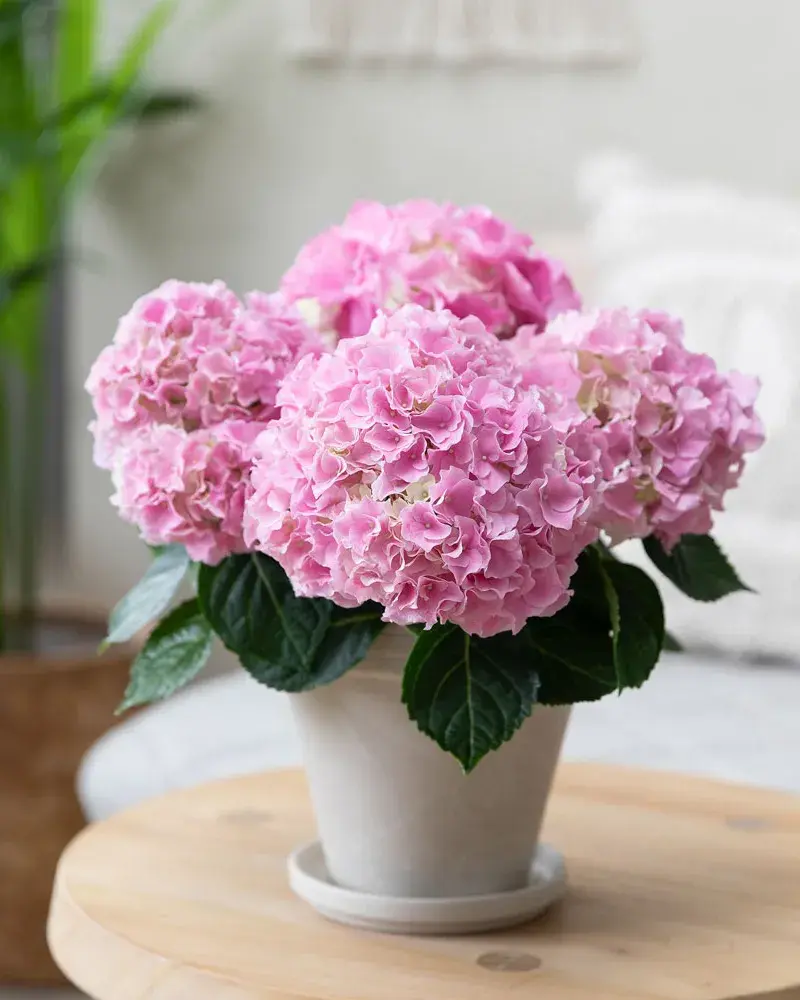 Rosa Hortensia fra Mester Grønn