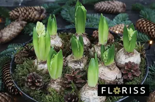 floriss-svibel-uke49-3.2