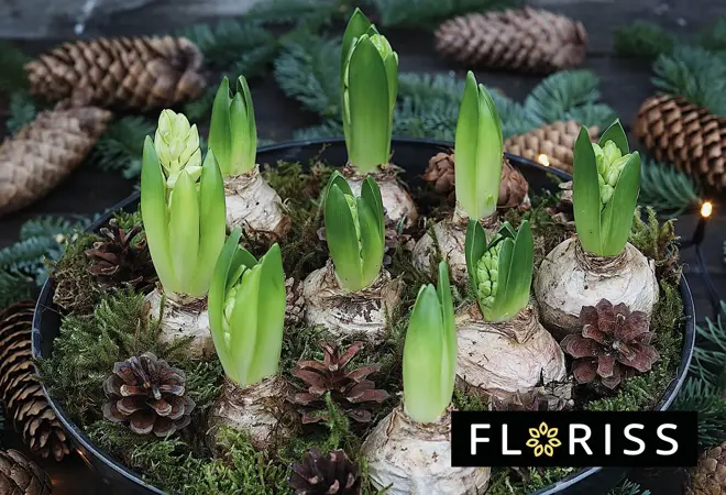 floriss-svibel-uke49-3.2