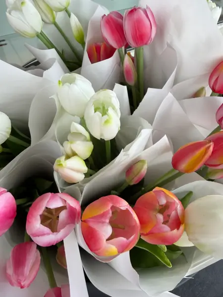 tulipaner_Cebra