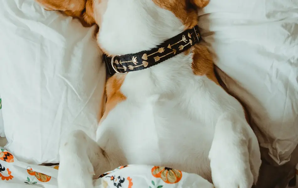 brun og hvit hund med halsbånd som ligger i sengen