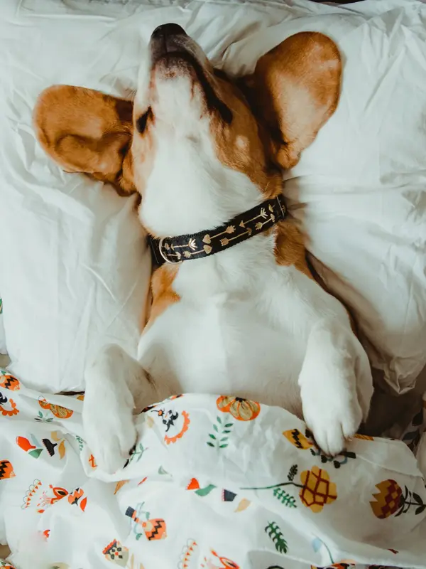 brun og hvit hund med halsbånd som ligger i sengen