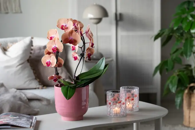 5_Orkide i Saga potte og Sparkling telysholder