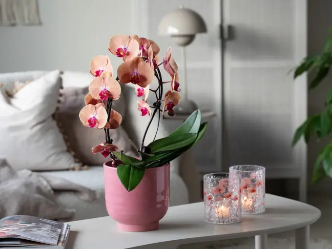 5_Orkide i Saga potte og Sparkling telysholder