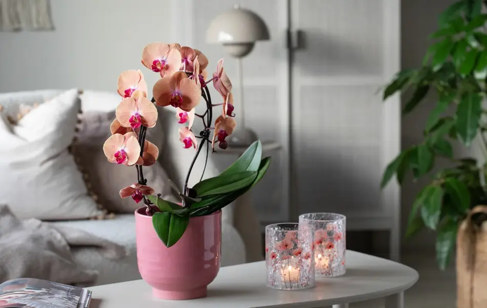 5_Orkide i Saga potte og Sparkling telysholder