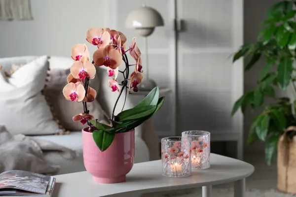 5_Orkide i Saga potte og Sparkling telysholder