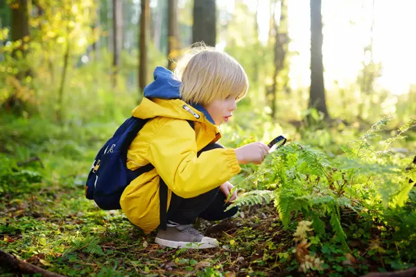 Preschooler boy is exploring nature with magnifying glass. Little child is looking on leaf of fern with magnifier. Summer vacation for inquisitive kids in forest. Hiking. Boy scout