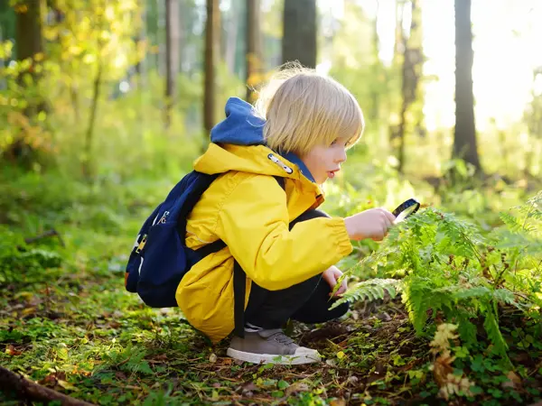 Preschooler boy is exploring nature with magnifying glass. Little child is looking on leaf of fern with magnifier. Summer vacation for inquisitive kids in forest. Hiking. Boy scout