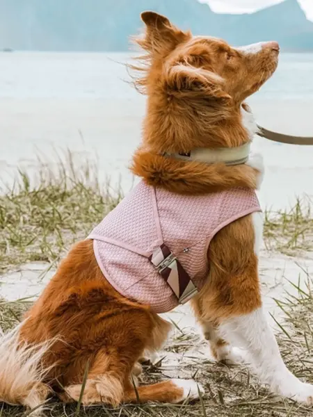 Hund som sitter på en strand