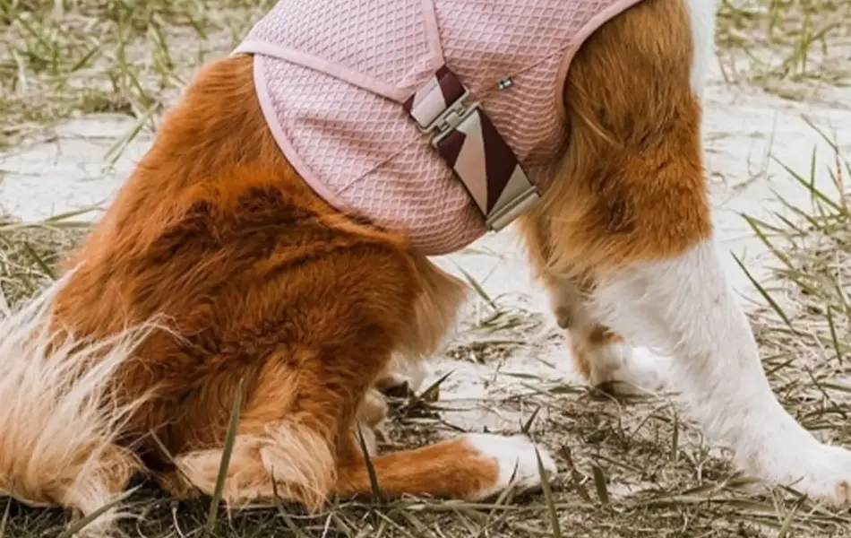 Hund som sitter på en strand