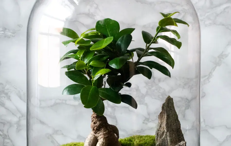 Terrarium jar with piece of forest with self ecosystem. Save the earth concept