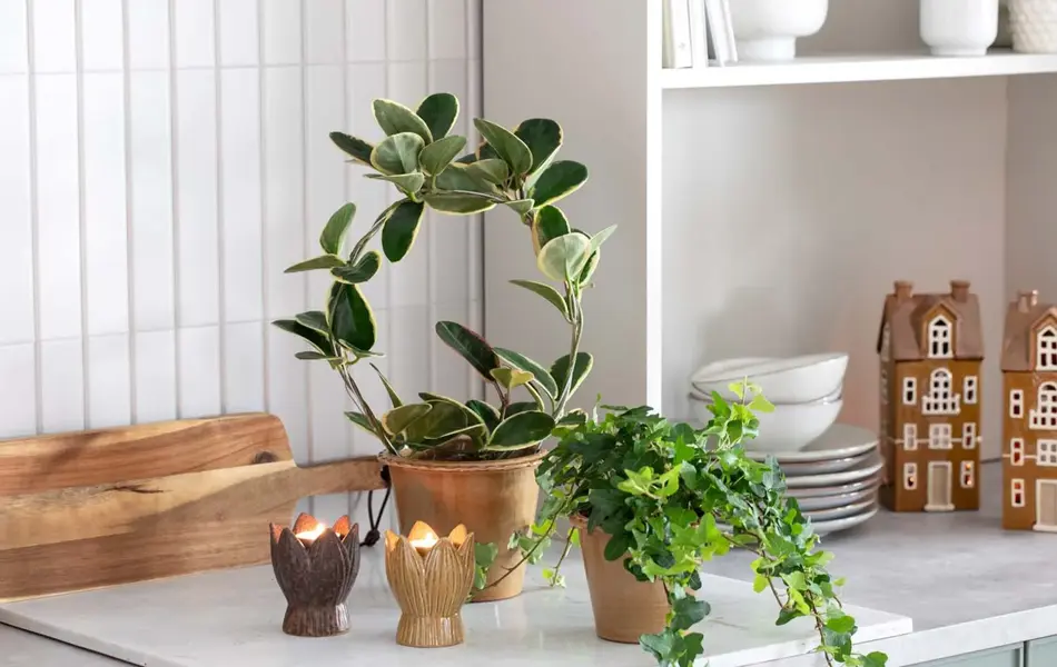 TS_Storo_artikkel_en-gronn-oase-i-hjemmet-ditt