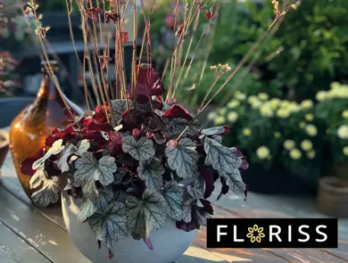 floriss-alunrot-heuchera-uke27-4.3