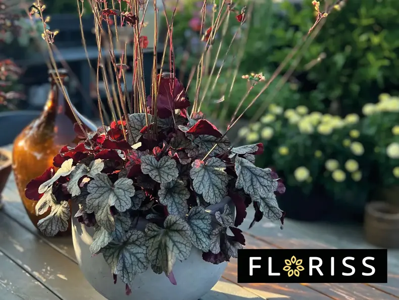 floriss-alunrot-heuchera-uke27-4.3