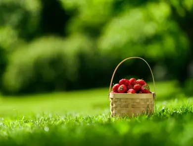 Sommerbilder
