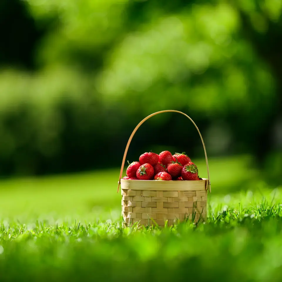 Sommerbilder