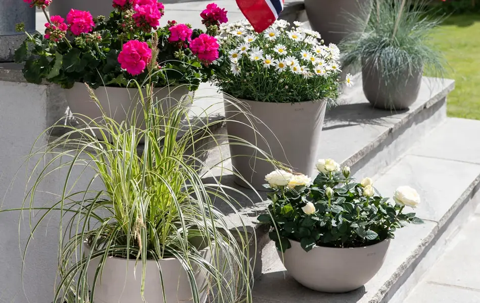 Blomster fra Mester Grønn