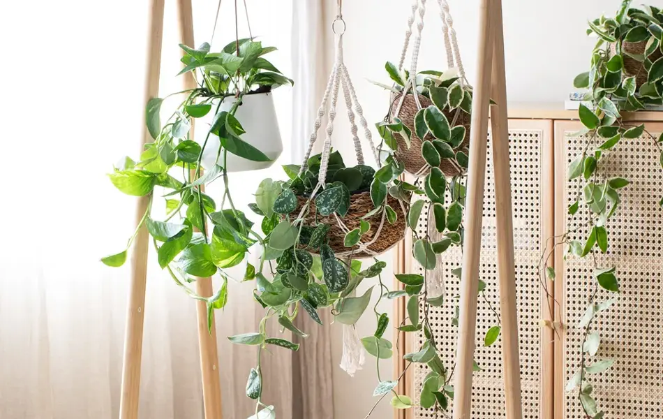 3_Grønnplanter i ampel.jpg