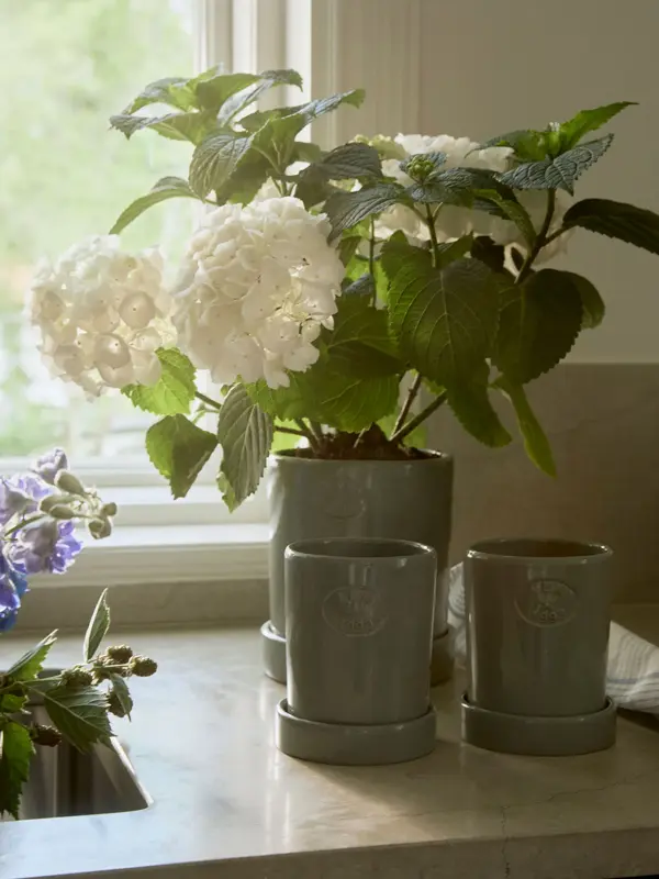 Blomster i potter