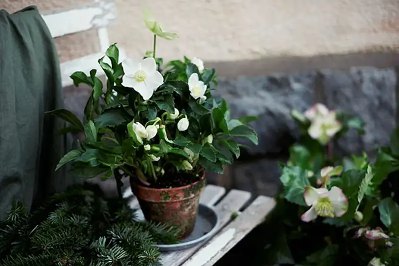Blomster i en krokke ute på en benk