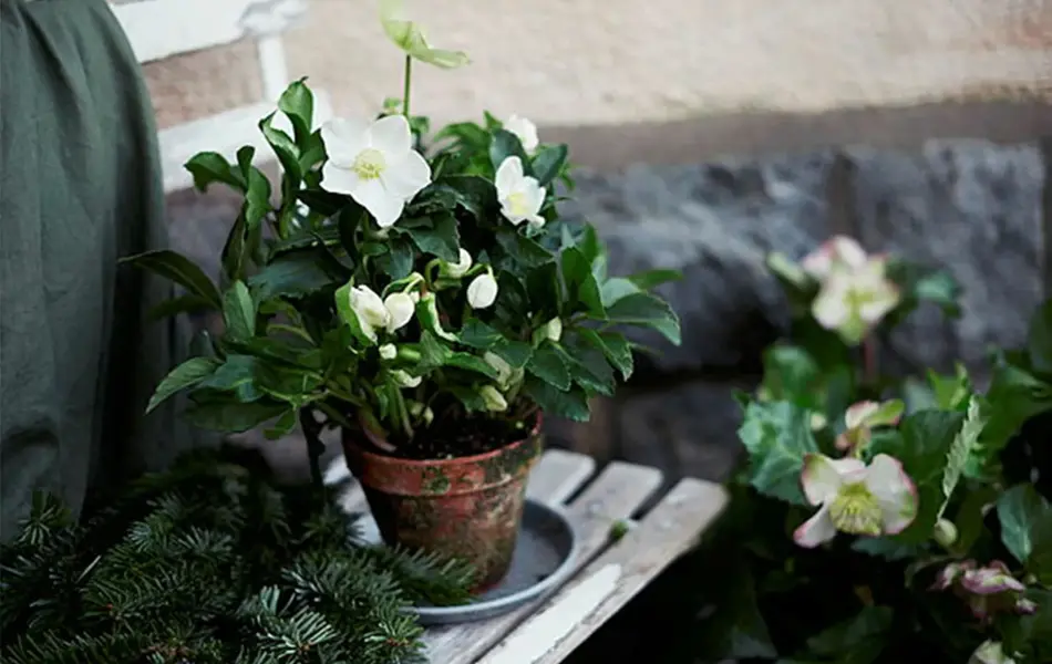 Blomster i en krokke ute på en benk