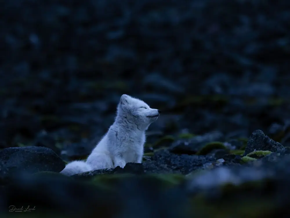 snowfox