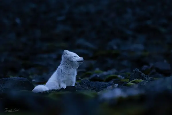 snowfox