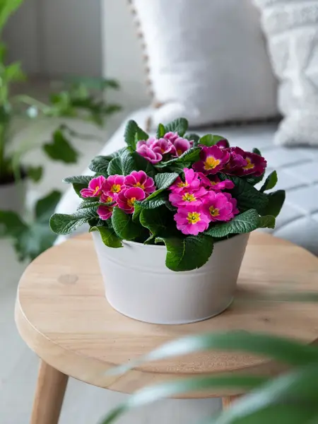 Potte med Primula på et lite bord