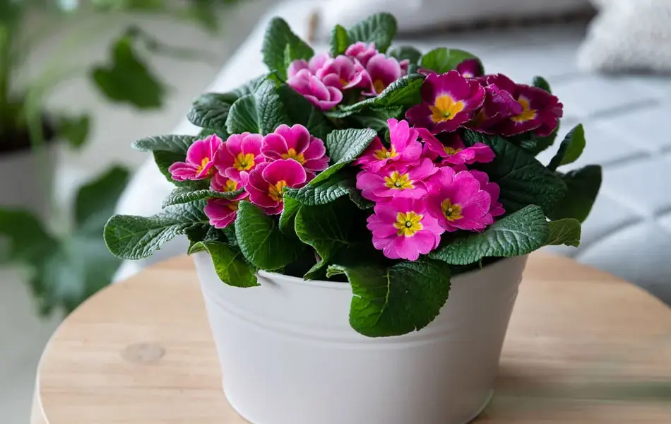 Potte med Primula på et lite bord