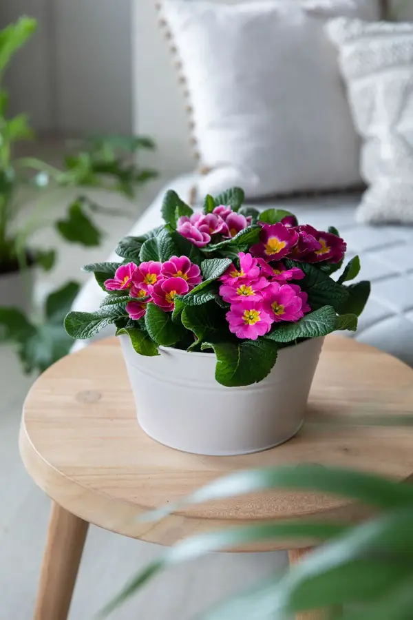 Potte med Primula på et lite bord