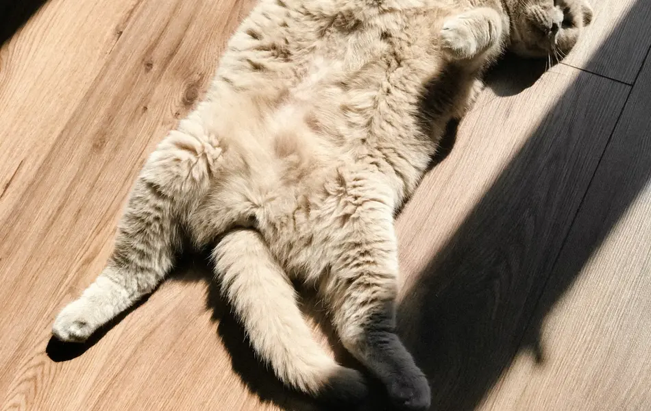 katt som soler seg i varmen av sollyset som kommer inn vinduet