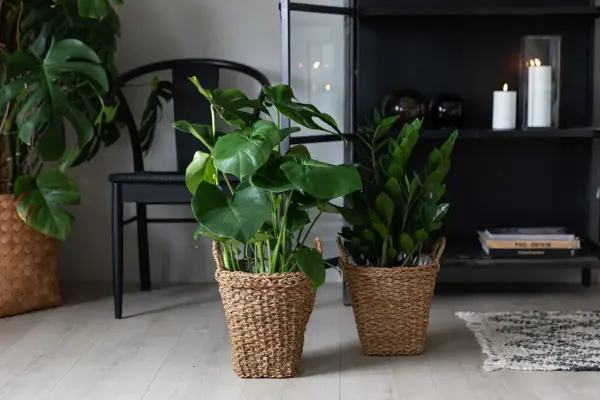 Grønne planter fra Mester Grønn