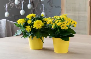 mester-gronn-ildtopp-krysantemum-uke11-4.3