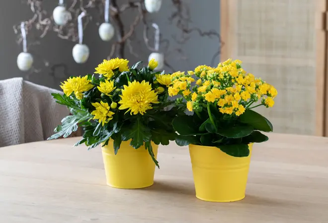 mester-gronn-ildtopp-krysantemum-uke11-4.3