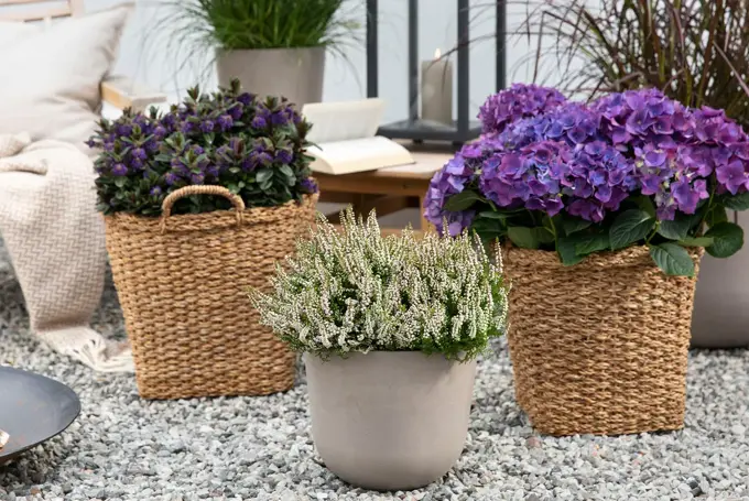 Hvit lyng og lilla blomster i krukker