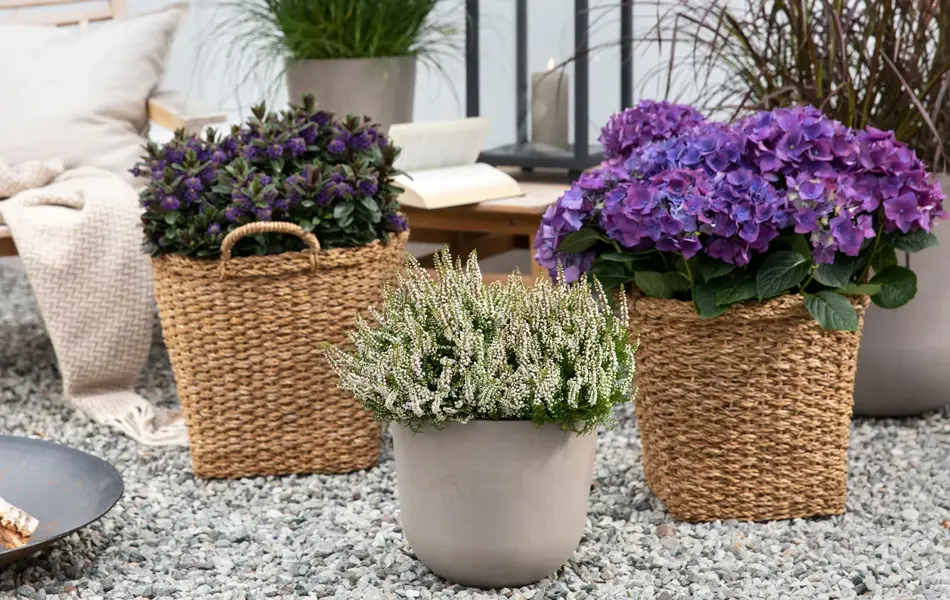 Hvit lyng og lilla blomster i krukker