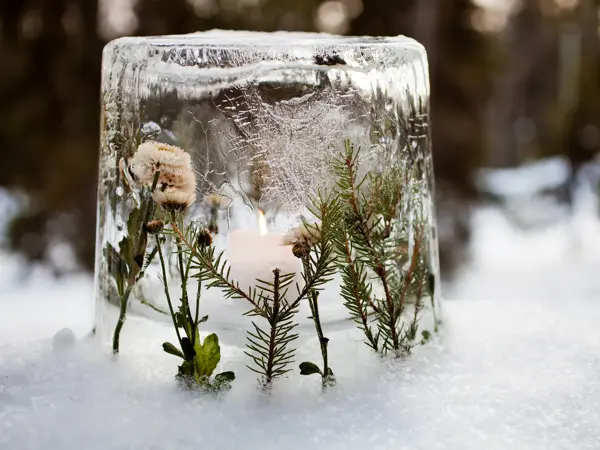 Ice lantern with red frozen tulips