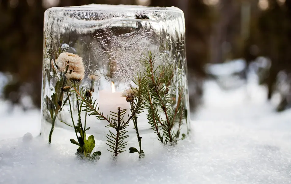 Ice lantern with red frozen tulips