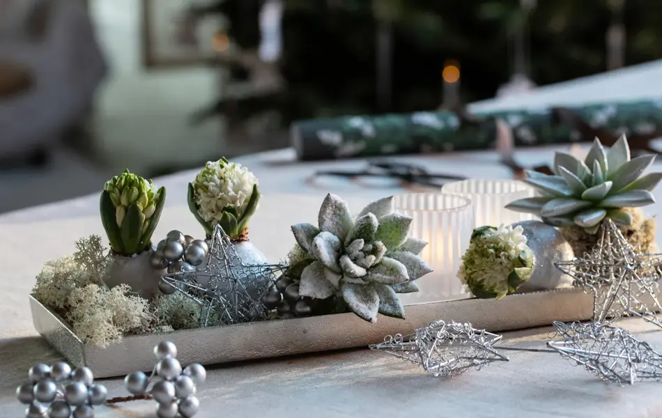 Mester Grønn Jul_gaia fat_sukkulent.jpg