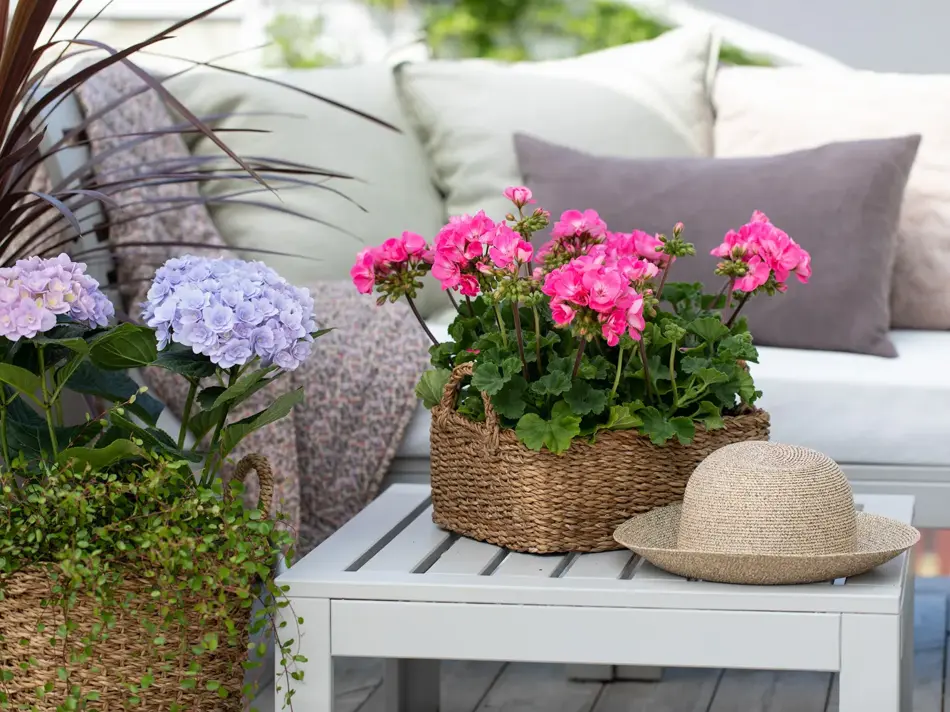 Mester Grønn Samle plantene i skyggen før du drar.jpg